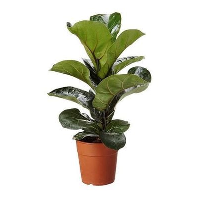 Ficus Lyrata Bambino Potted Plant 40225903 Reviews Price Comparisons,Kids Dictionary Template