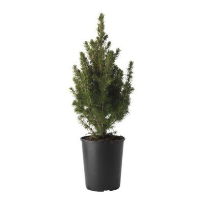 PICEA GLAUCA CONICA Растение в горшке