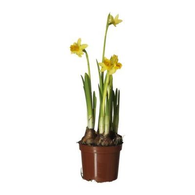 NARCISSUS TETE A TETE Растение в горшке