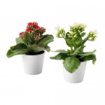 KALANCHOE Комнтн раст в горшке
