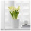 ГИАЦИНТ Растение в горшк, 3 лквц