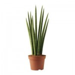 SANSEVERIA CYLINDRICA Растение в горшке