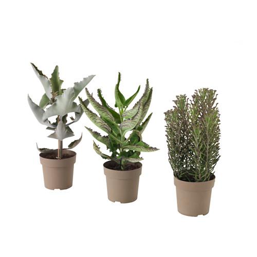 KALANCHOE MADAGASCAR Растение в горшке