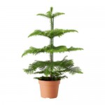 АРАУКАРИЯ Растение в горшке