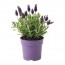 LAVANDULA растение в горшке д/дома/улицы/оцинковка