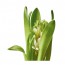 HYACINTHUS комн растение, 1 лквц Гиацинт разные цвета 7 см