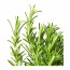 ROSMARINUS OFFICINALIS растение в горшке для сада/терракота