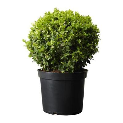 BUXUS SEMPERVIRENS Растение в горшке