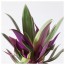 TRADESCANTIA Растение в горшке