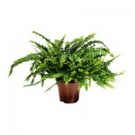 NEPHROLEPIS Растение в горшке NEPHROLEPIS Растение в горшке