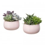 SUCCULENT комнтн раст в горшке