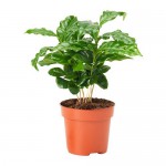 COFFEA ARABICA растение в горшке