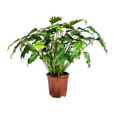 PHILODENDRON XANADU Растение в горшке