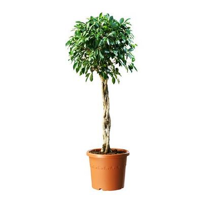 FICUS NITIDA Растение в горшке