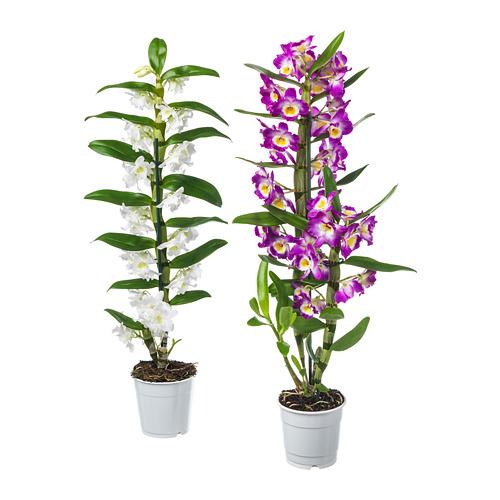 ORCHIDACEAE растение в горшке Орхидея/различные растения