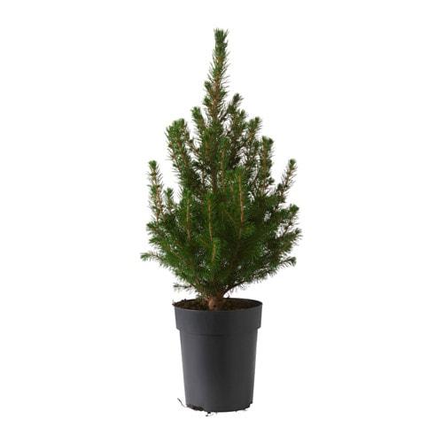 ПИЦЕЯ ГЛАУКА КОНИКА Растение в горшке