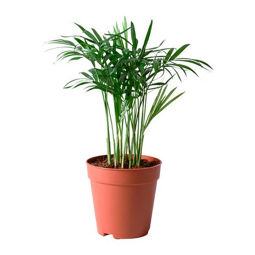 CHAMAEDOREA ELEGANS растение в горшке CHAMAEDOREA ELEGANS растение в горшке