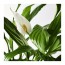 SPATHIPHYLLUM растение в горшке Спатифиллум