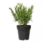 ROSMARINUS OFFICINALIS растение в горшке для сада/терракота ROSMARINUS OFFICINALIS растение в горшке для сада/терракота