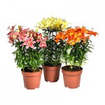 LILIUM Растение в горшке