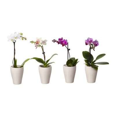 PHALAENOPSIS Комнтн раст в горшке