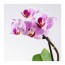 PHALAENOPSIS комнтн раст в горшке Орхидея/разные цвета