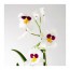 PHALAENOPSIS растение в горшке Орхидея/1 стебель