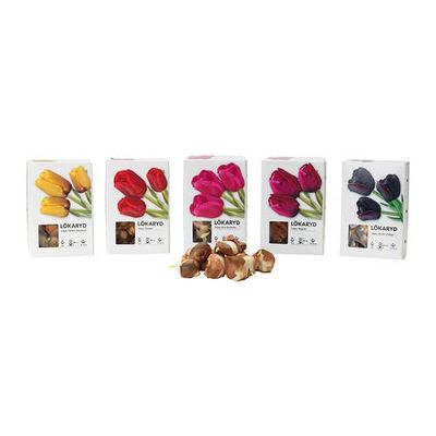 ЛЁКАРИД Луковицы цветочные ЛЁКАРИД Луковицы цветочные