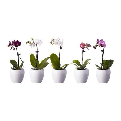 PHALAENOPSIS Комнтн раст в горшке