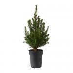 PICEA GLAUCA CONICA Растение в горшке