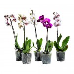 PHALAENOPSIS растение в горшке Орхидея/1 стебель