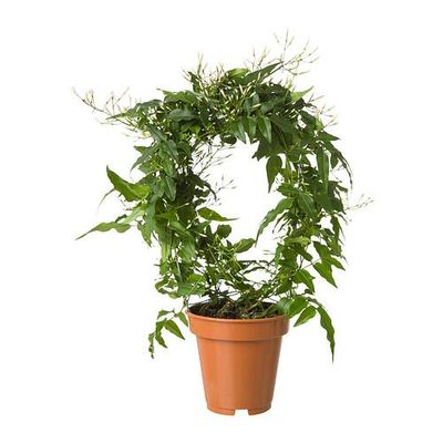 JASMINUM Растение в горшке