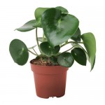 PEPEROMIA POLYBOTRYA растение в горшке
