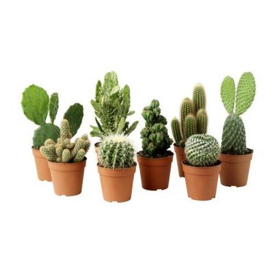 CACTACEAE Растение в горшке