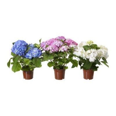 HYDRANGEA Растение в горшке