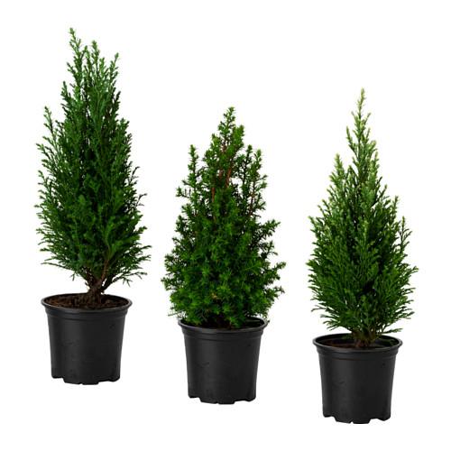 CHAMAECYPARIS растение в горшке