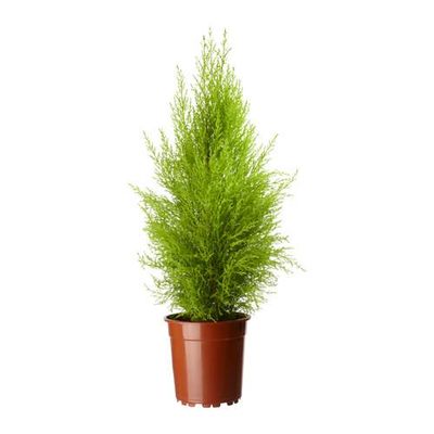 CUPRESSUS MACROCARPA Растение в горшке