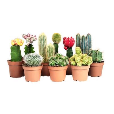 CACTACEAE Растение в горшке