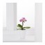 PHALAENOPSIS комнтн раст в горшке Орхидея/разные цвета