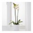 PHALAENOPSIS растение в горшке белый