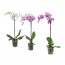 PHALAENOPSIS растение в горшке