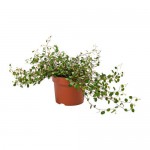 MUEHLENBECKIA Растение в горшке