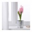 HYACINTHUS комн растение, 1 лквц Гиацинт разные цвета 7 см