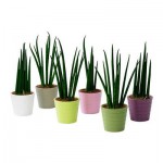 SANSEVIERIA Комнтн раст в горшке SANSEVIERIA Комнтн раст в горшке