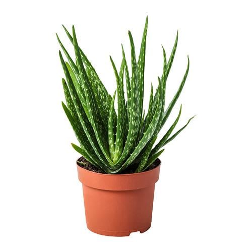 ALOE VERA растение в горшке Алоэ 12 см