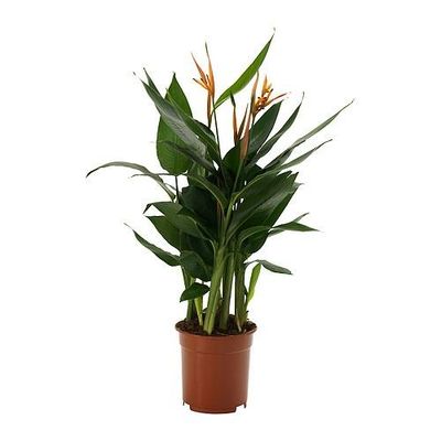 HELICONIA Растение в горшке