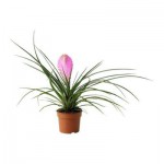 TILLANDSIA CYANEA Растение в горшке