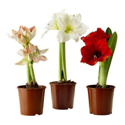 HIPPEASTRUM Растение в горшке