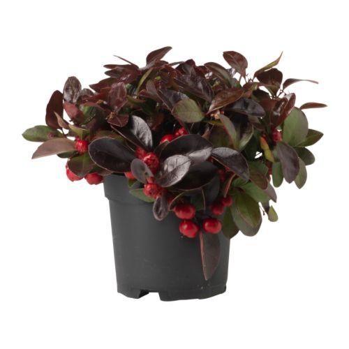 GAULTHERIA PROCUMBENS растение в горшке Гаультерия лежачая GAULTHERIA PROCUMBENS растение в горшке Гаультерия лежачая