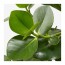 CLUSIA растение в горшке водный гиацинт/серый